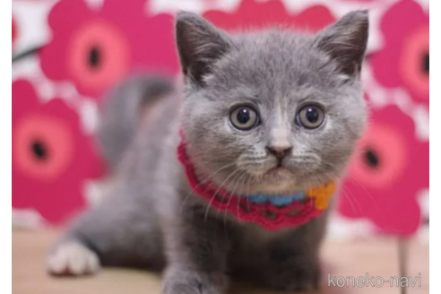 成約済の東京都のブリティッシュショートヘア-100755の3枚目